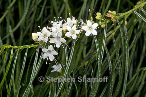 myoporum floribundum 2 graphic